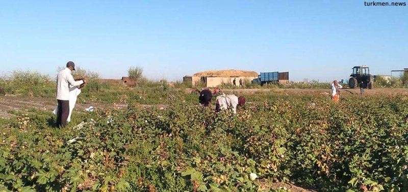 Принудительный труд при сборе хлопка в Туркменистане: отчет правозащитников за 2024 год