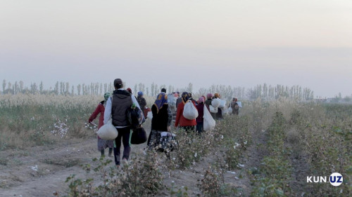 Узбекистан: За принудительный труд на сборе хлопка чиновники привлечены к ответственности